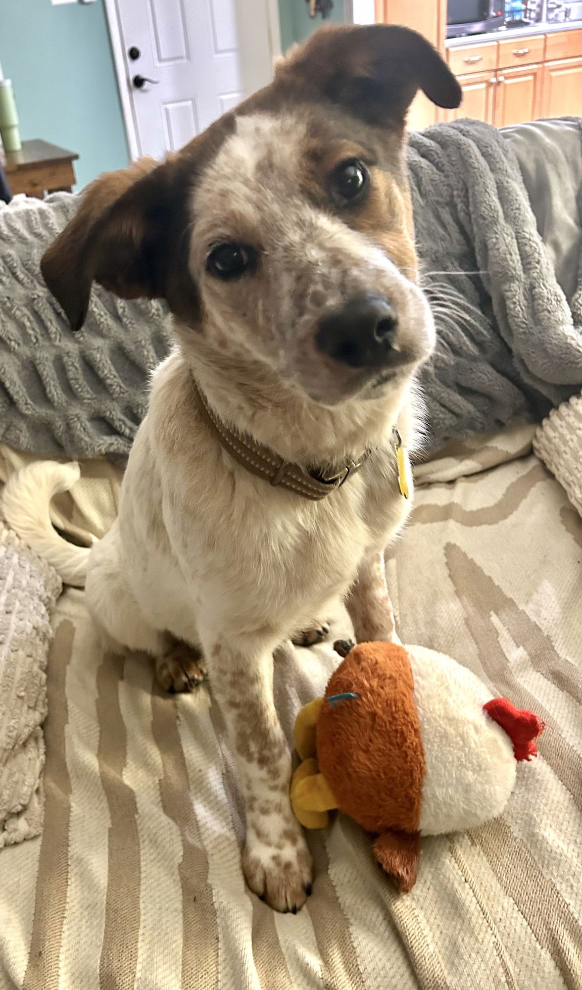 OPALITE - Cattle Dog available for adoption