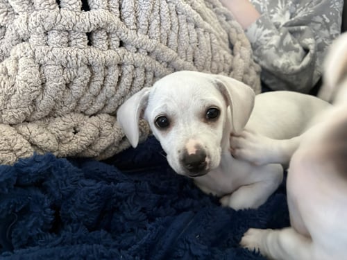 MALACHI - Chihuahua / Dachshund available for adoption