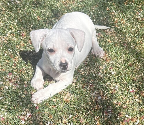 MALACHI - Chihuahua / Dachshund available for adoption