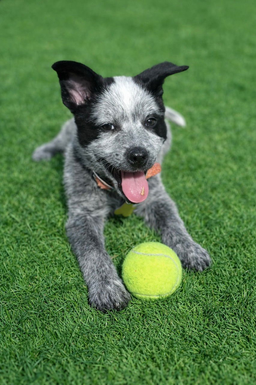 LOTSO - Cattle Dog available for adoption