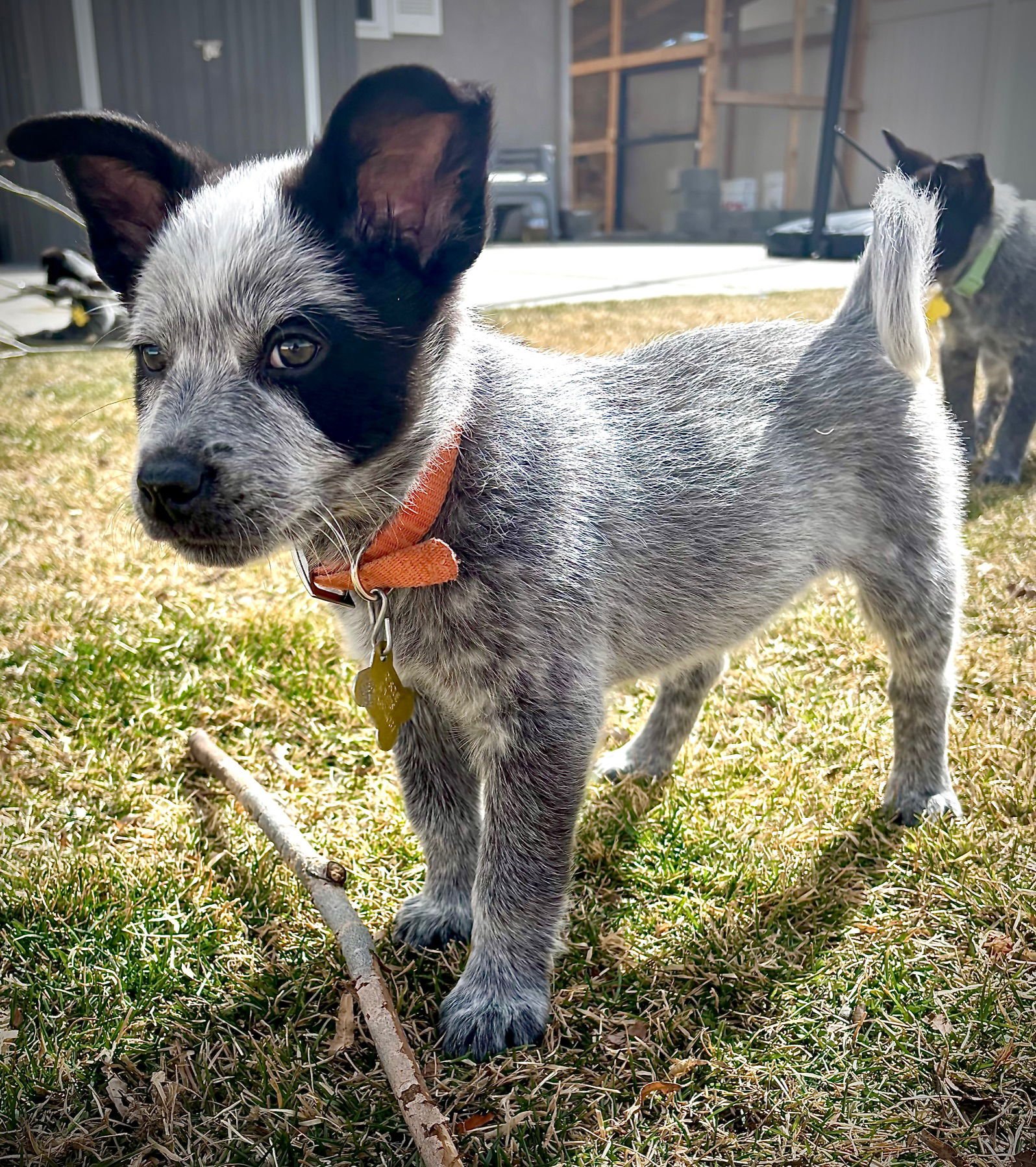 LOTSO - Cattle Dog available for adoption