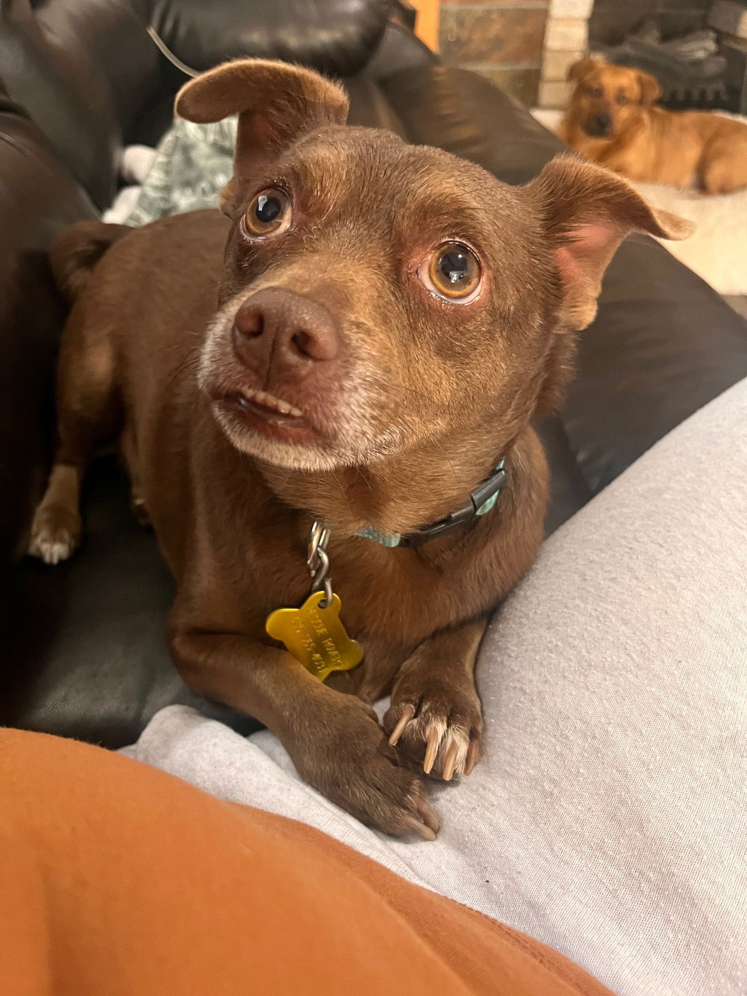 RANDEE - Chihuahua available for adoption