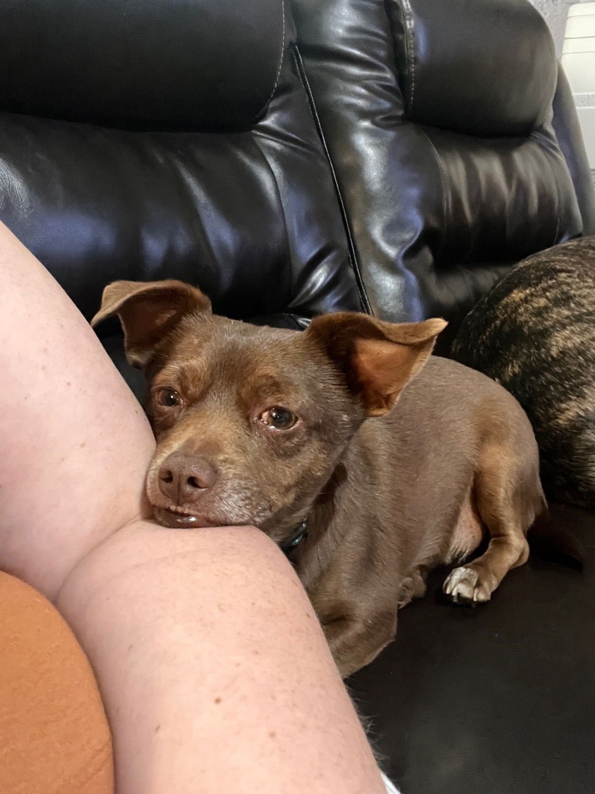 RANDEE - Chihuahua available for adoption