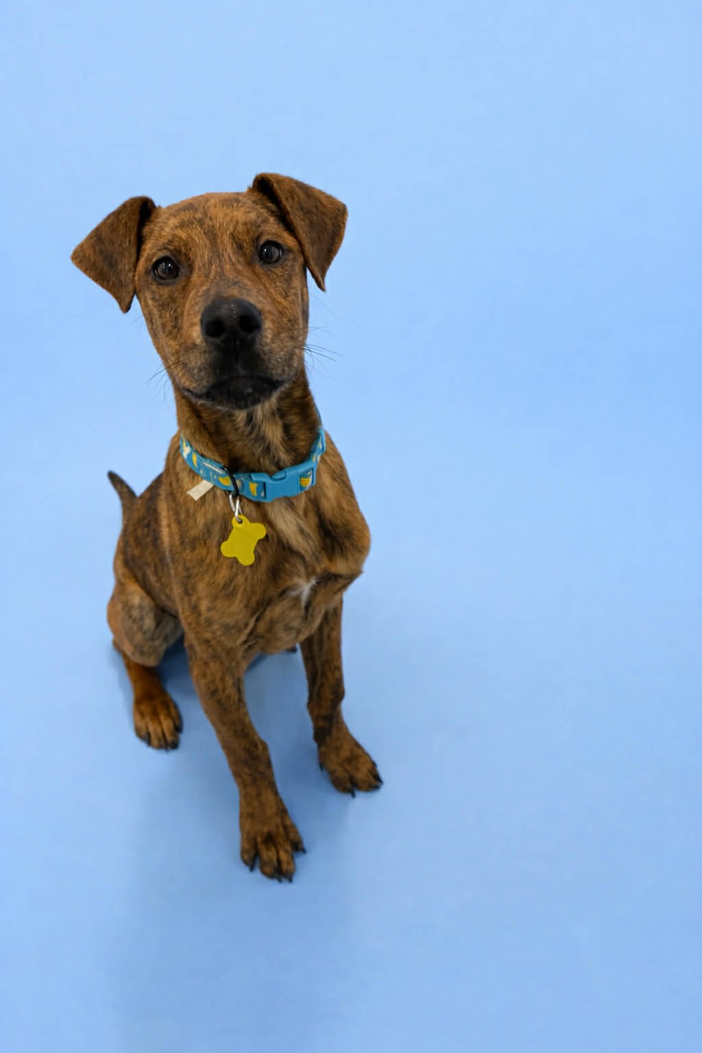 EAST - Plott Hound available for adoption