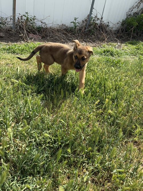 CYPRESS - Shepherd for adoption in West Jordan