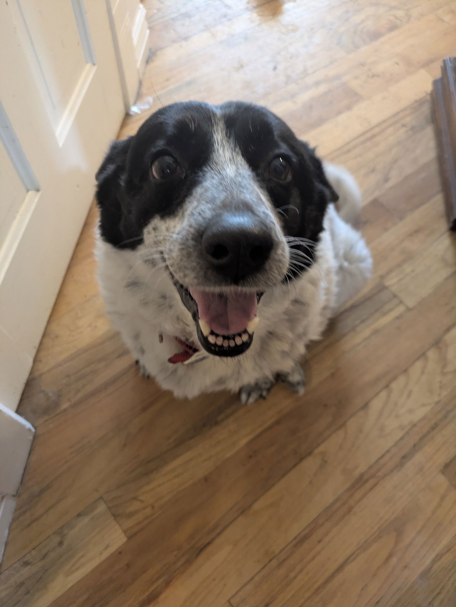 SERENA MARIE - Cattle Dog / Border Collie available for adoption