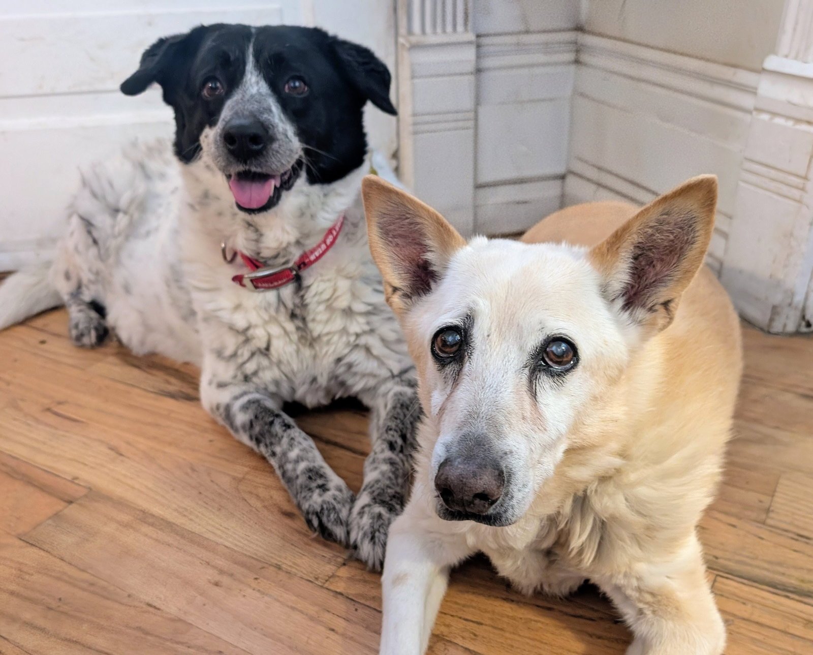 SERENA MARIE - Cattle Dog / Border Collie available for adoption