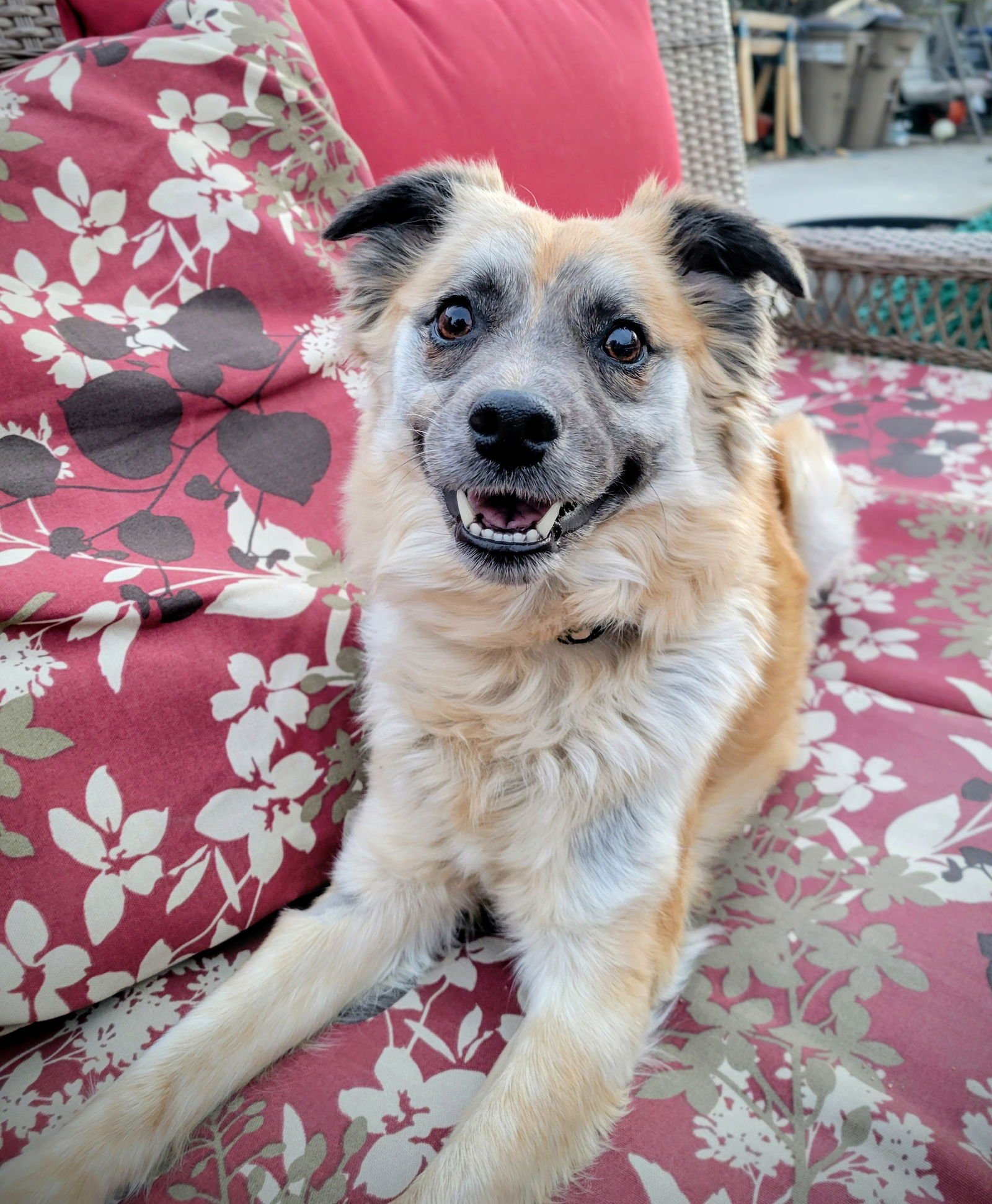 EMBER ASH - Shepherd available for adoption