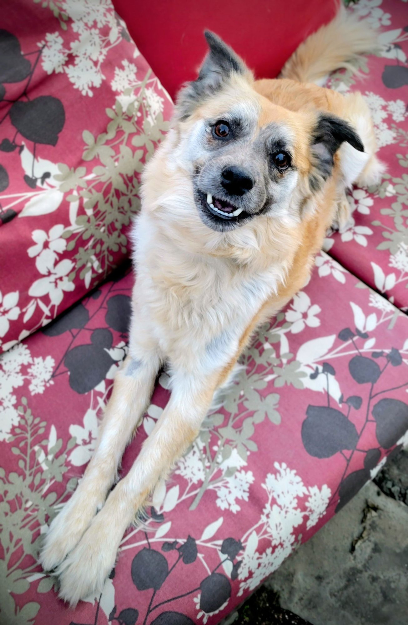 EMBER ASH - Shepherd available for adoption