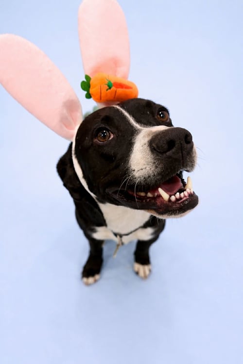 WIGGLE - Pit Bull Terrier available for adoption