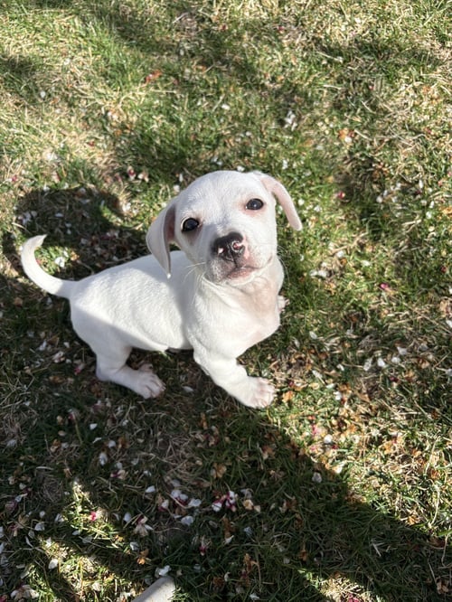 MAKANI - Chihuahua / Dachshund available for adoption