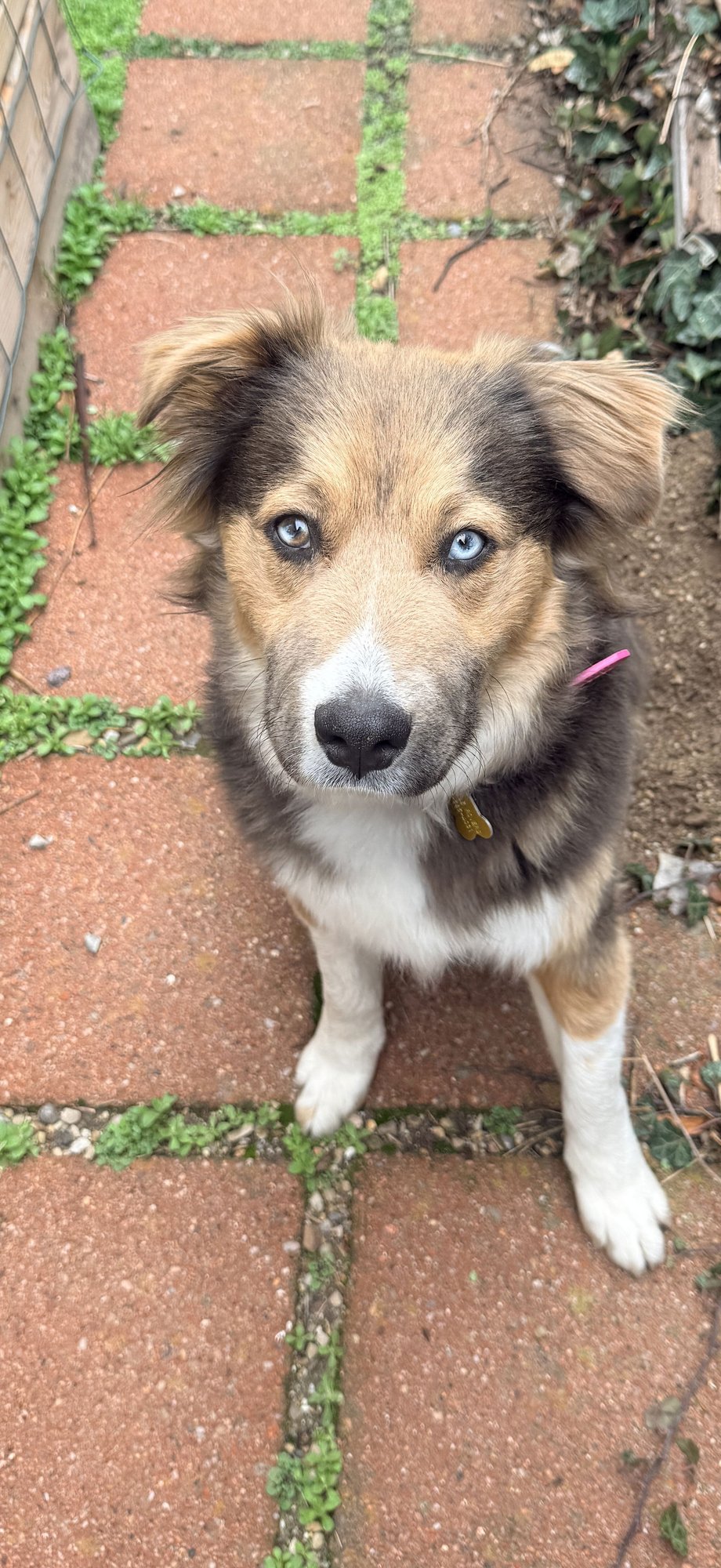 TRINITY SANTOS - Collie / Shepherd available for adoption