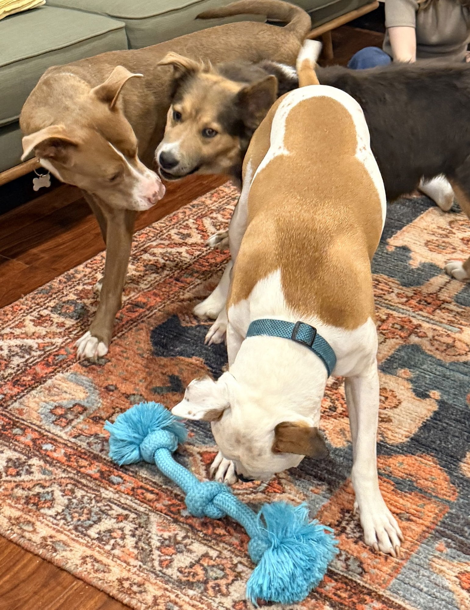 TRINITY SANTOS - Collie / Shepherd available for adoption