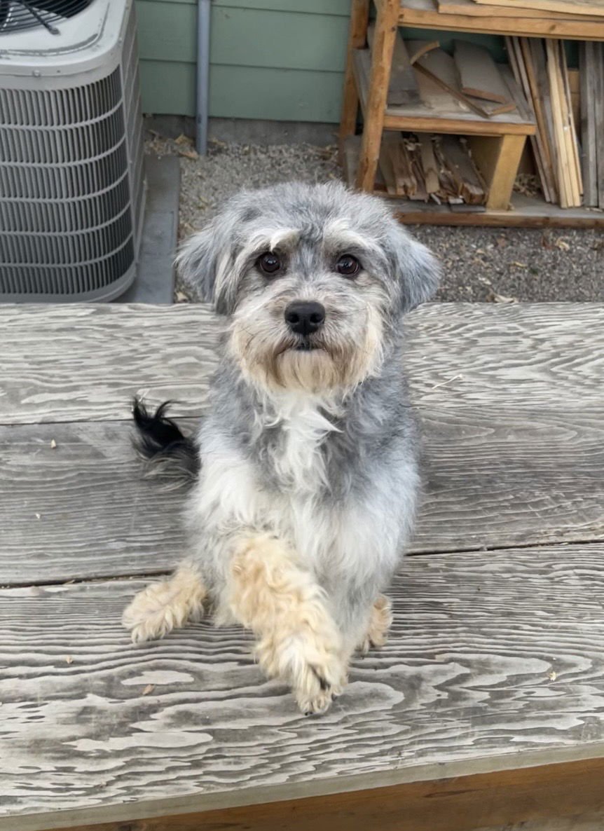 BABS BUNNY - Poodle (unknown type) available for adoption