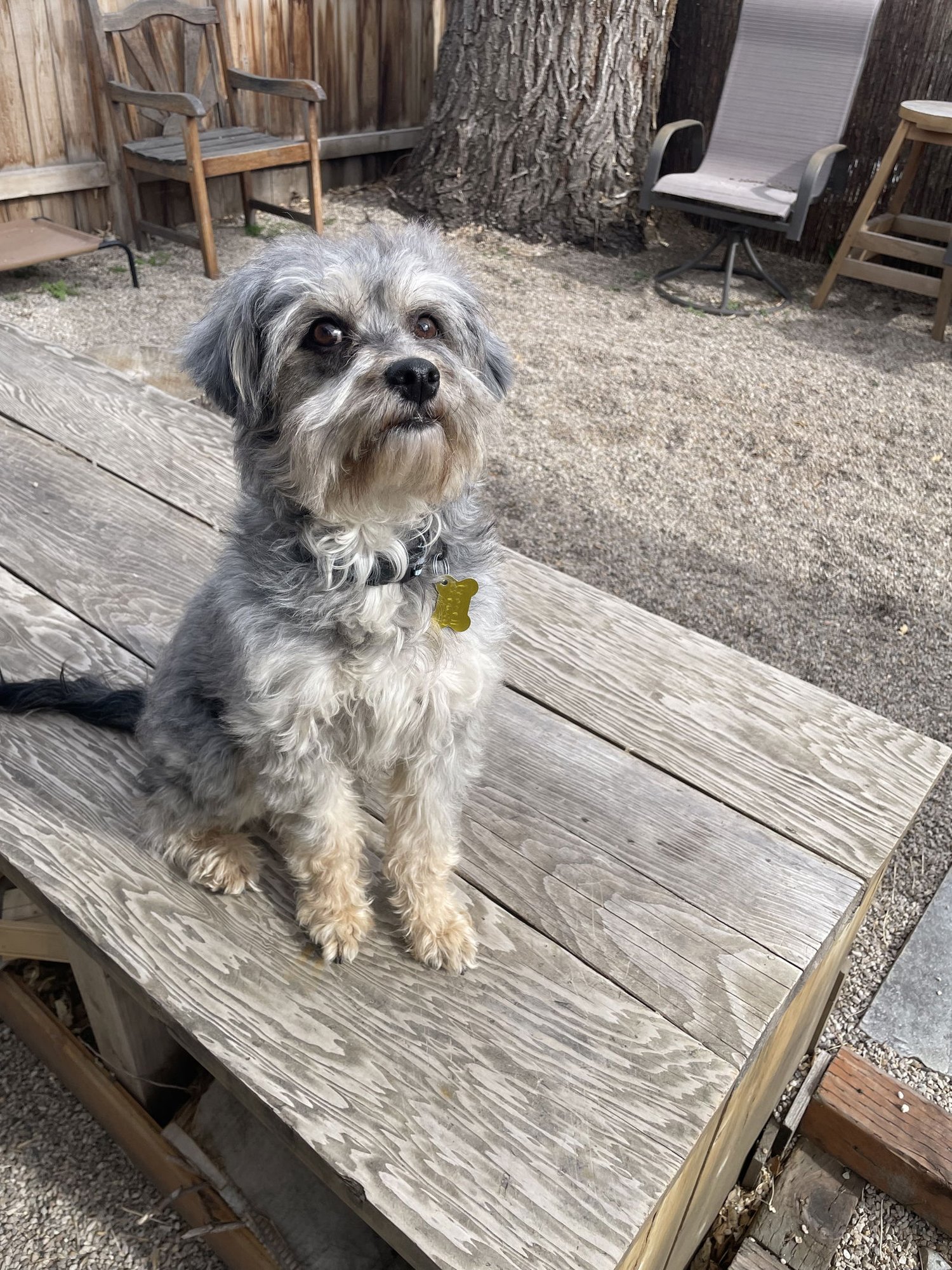 BABS BUNNY - Poodle (unknown type) available for adoption