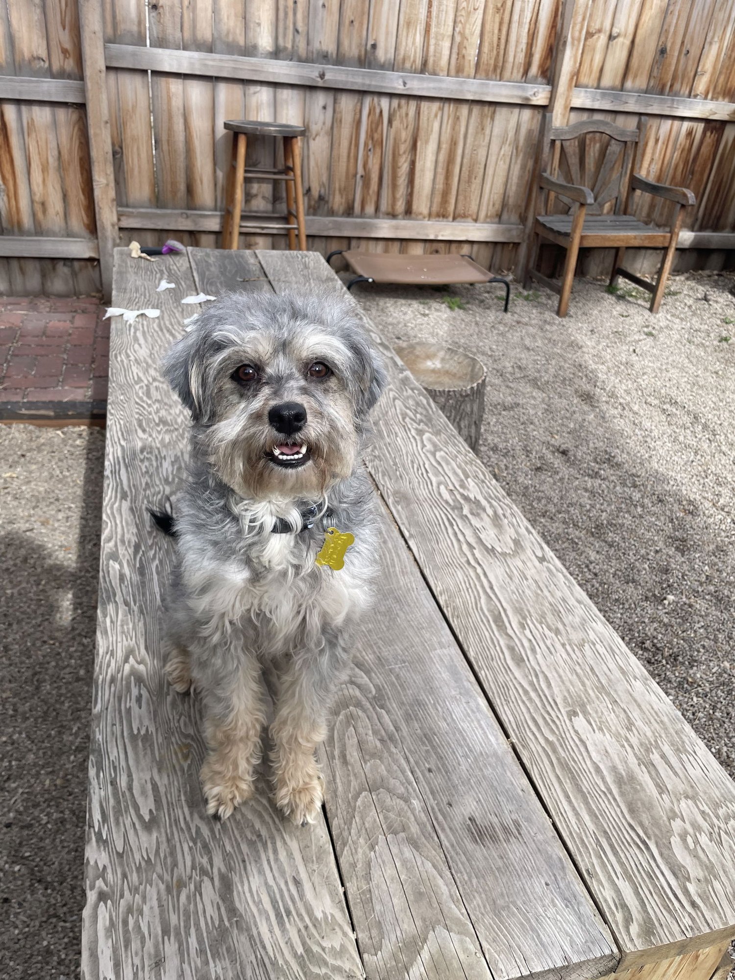 Babs Bunny - Photo 3