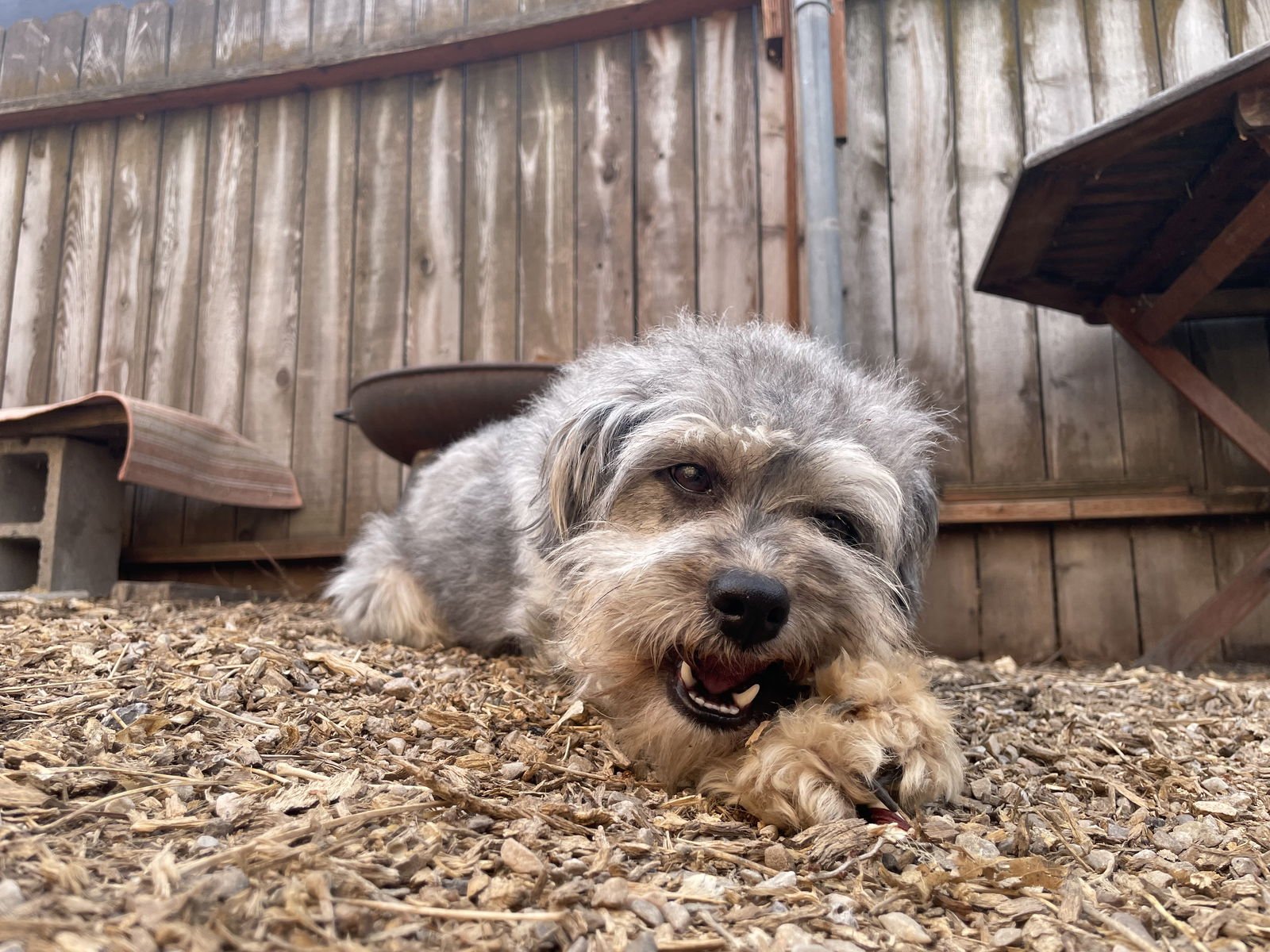 Babs Bunny - Photo 4