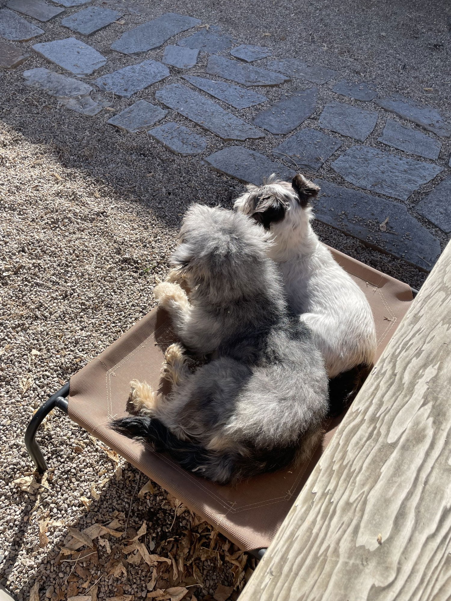 Babs Bunny - Photo 5