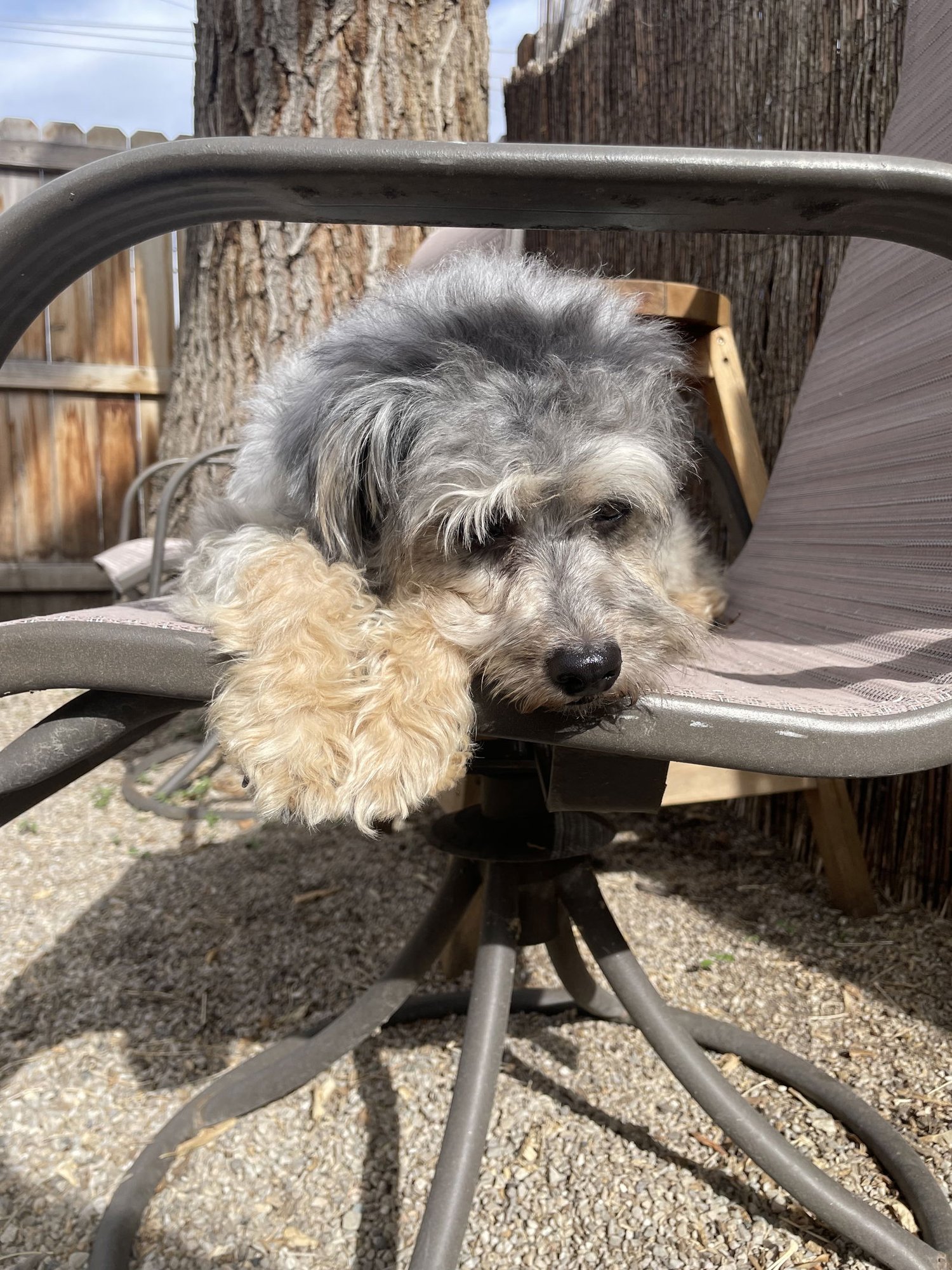 Babs Bunny - Photo 8