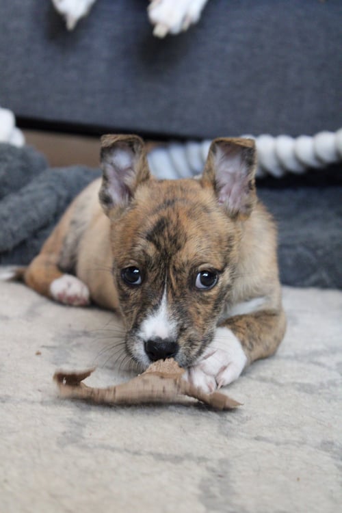 OLIVE GARDEN - Cattle Dog available for adoption