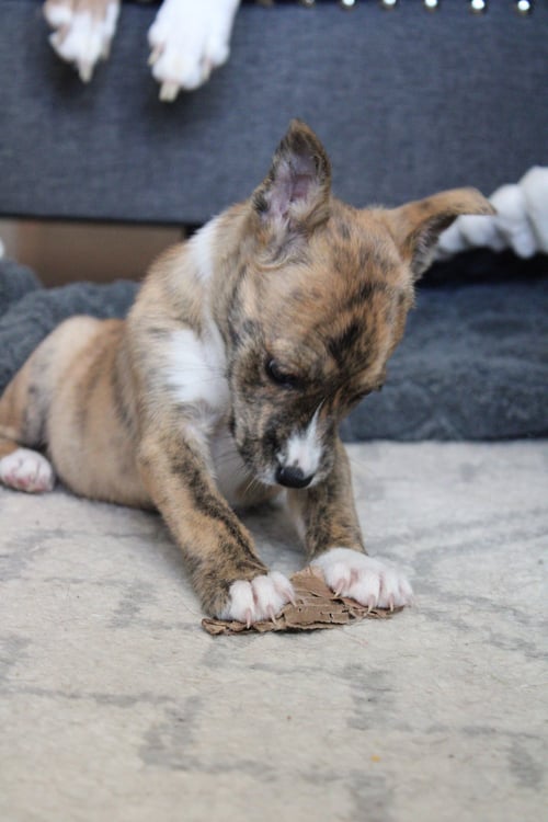 OLIVE GARDEN - Cattle Dog available for adoption