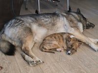 Olive Garden - Photo 3