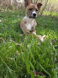 Olive Garden - Photo 4