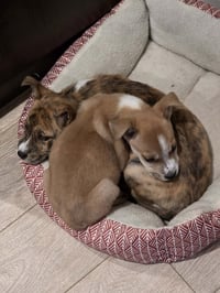 Olive Garden - Photo 7