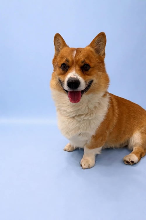 LOAF - Corgi available for adoption