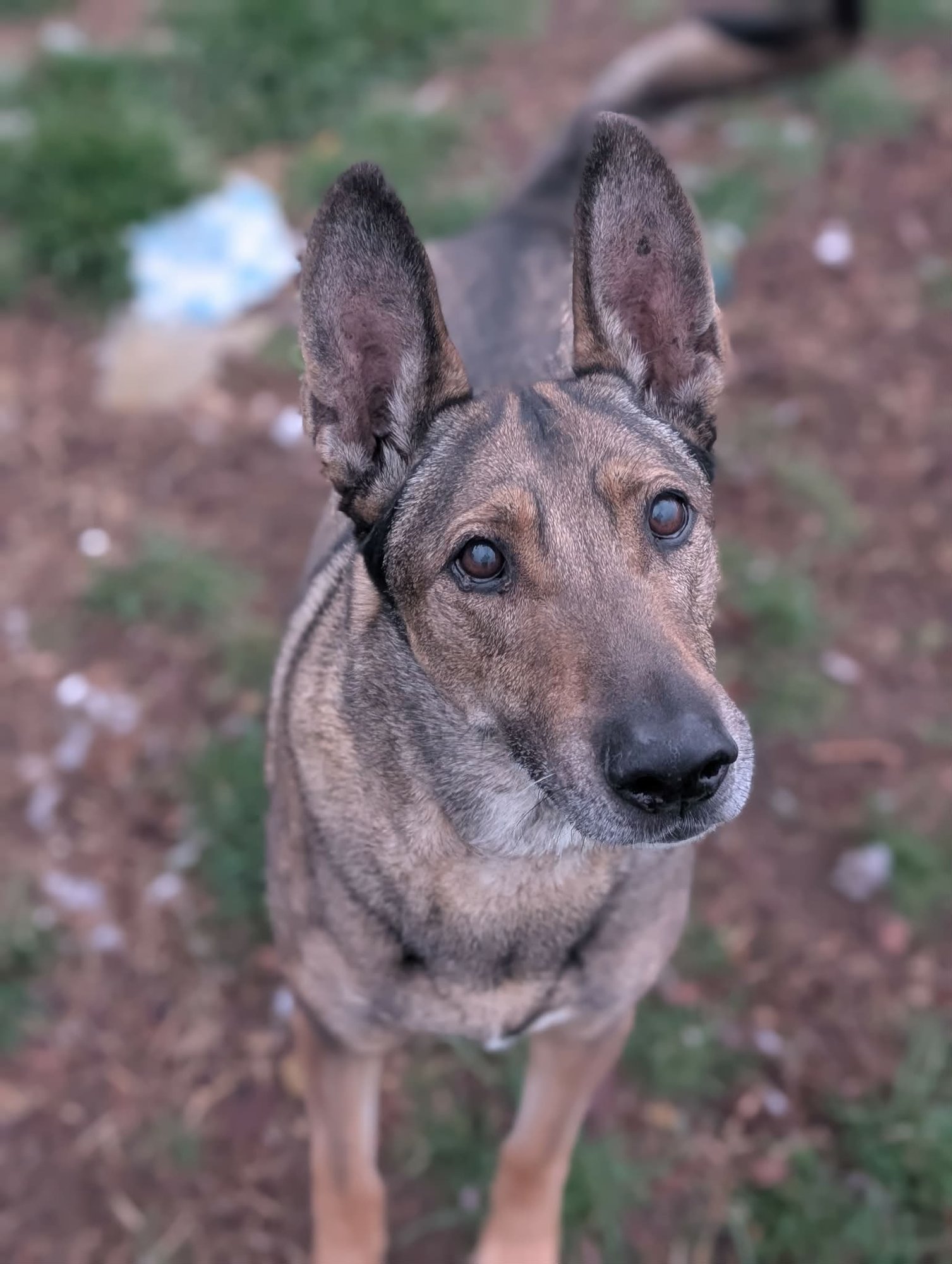 ZAXBY - Belgian Shepherd Malinois / Shepherd available for adoption
