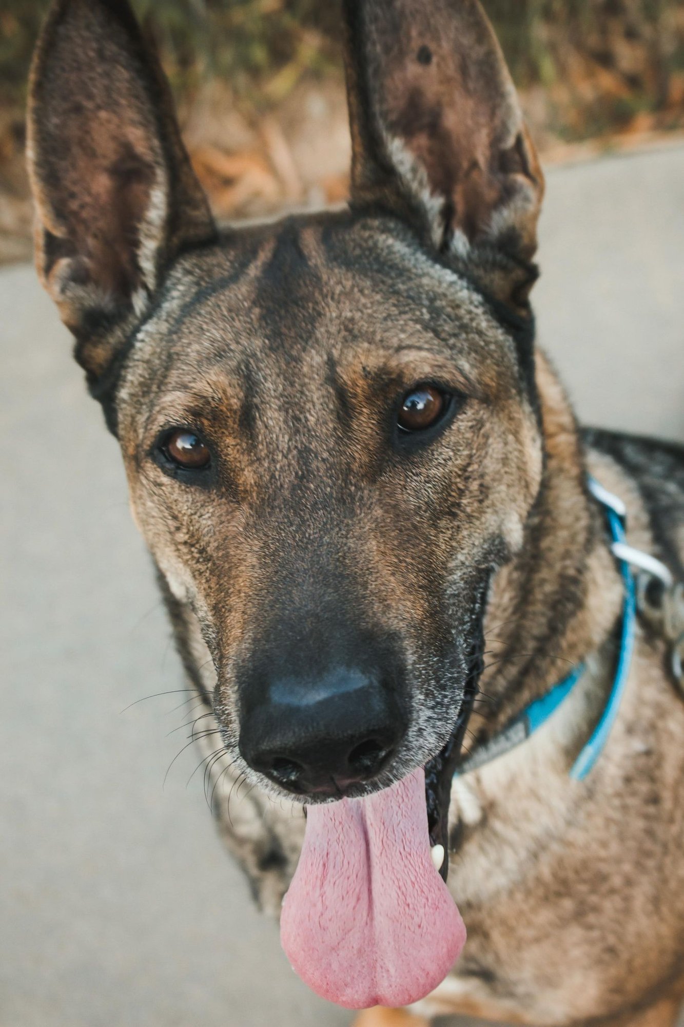 ZAXBY - Belgian Shepherd Malinois / Shepherd available for adoption
