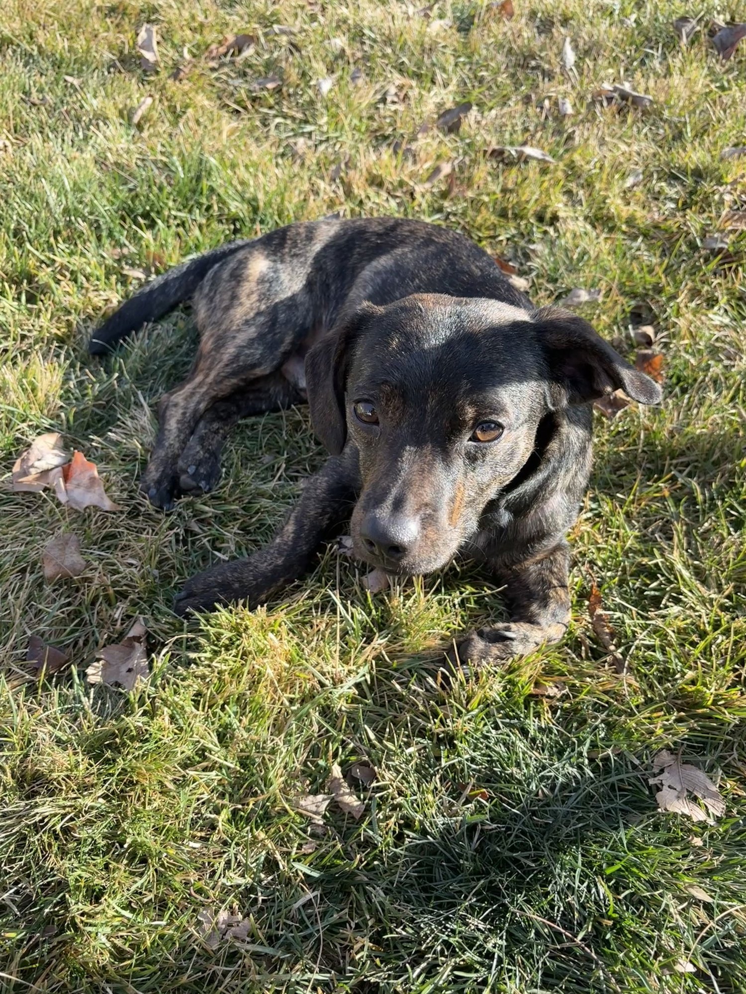 REGGY - Chihuahua available for adoption