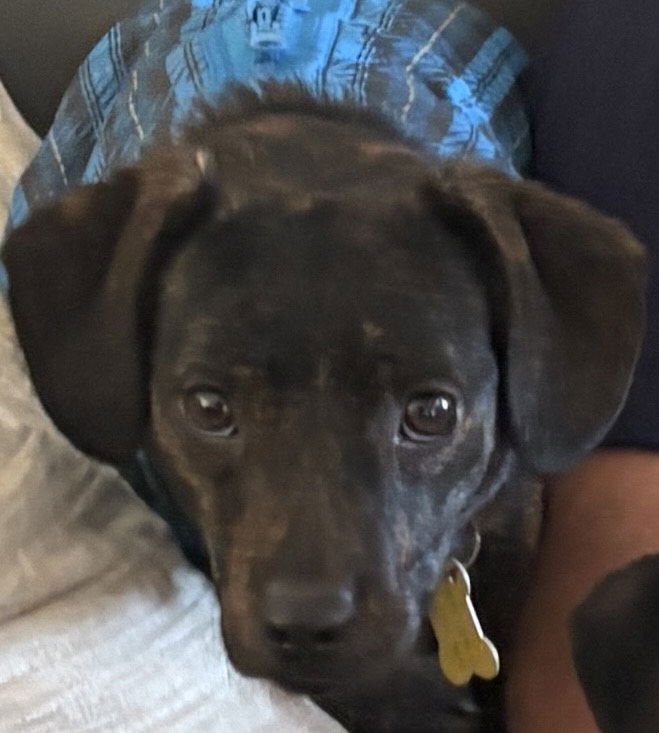 REGGY - Chihuahua available for adoption