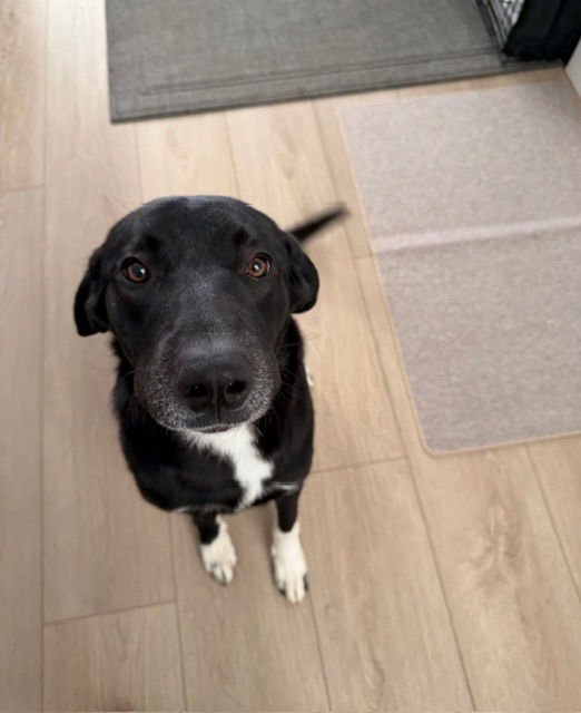 BRONWYN - Labrador Retriever available for adoption