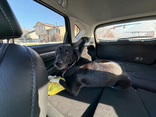 BRONWYN - Labrador Retriever available for adoption