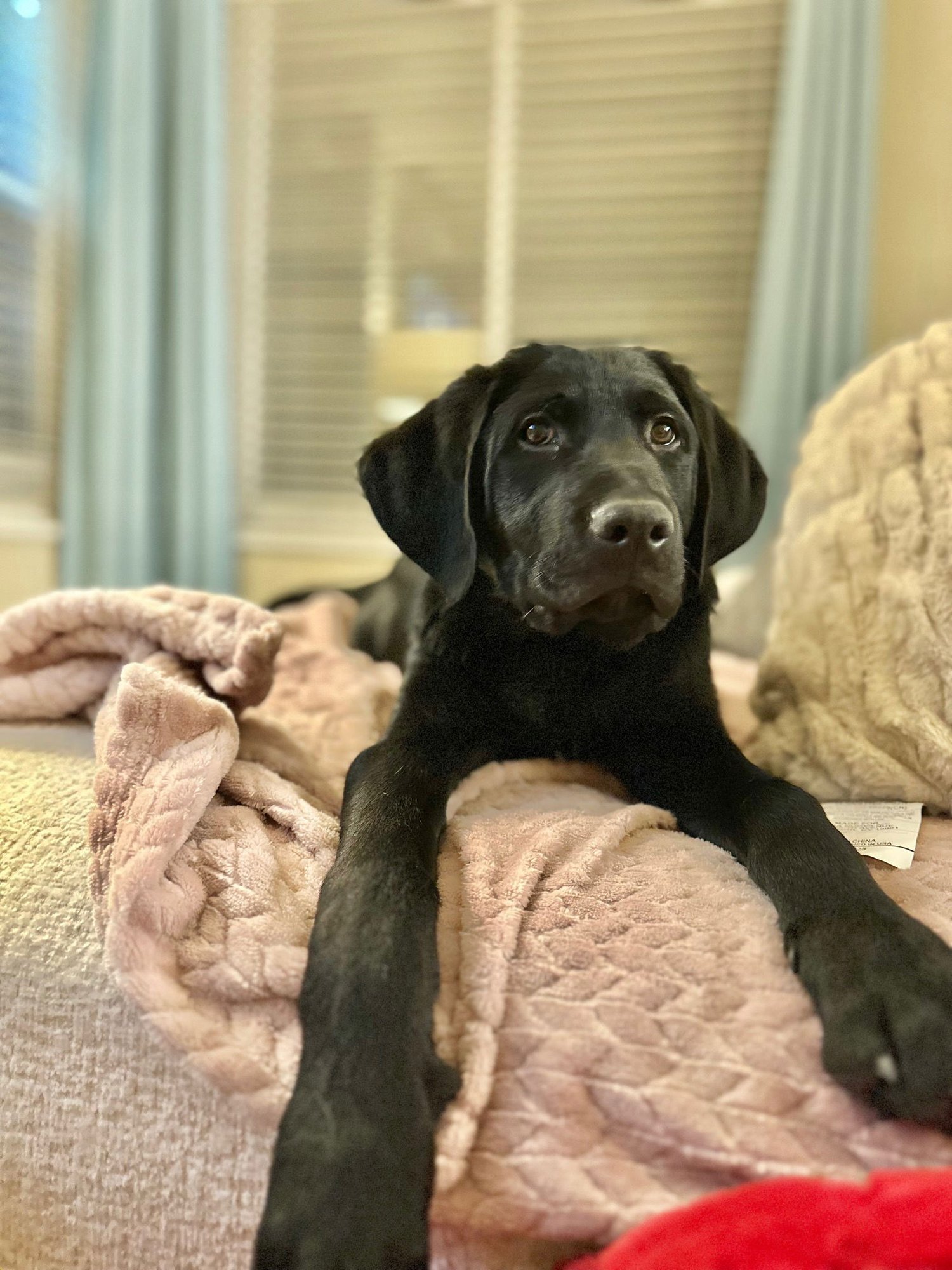 ZUCKI - Cane Corso Mastiff / Labrador Retriever available for adoption