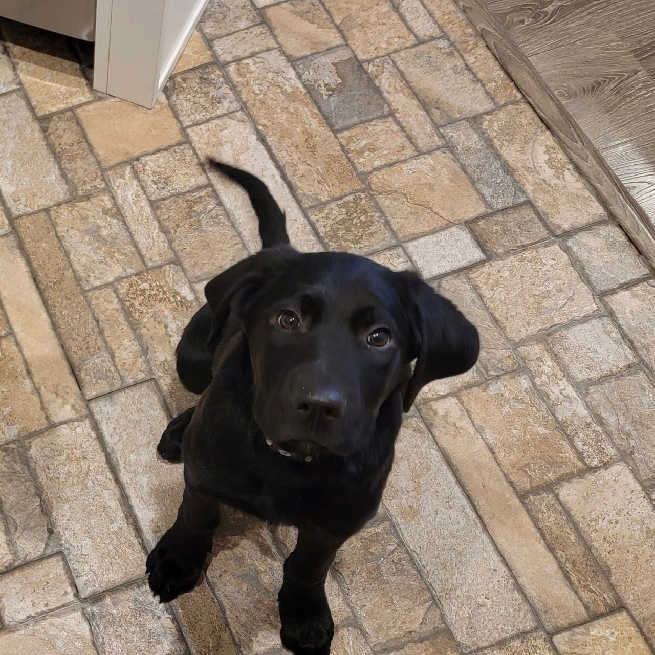 ZUCKI - Cane Corso Mastiff / Labrador Retriever available for adoption