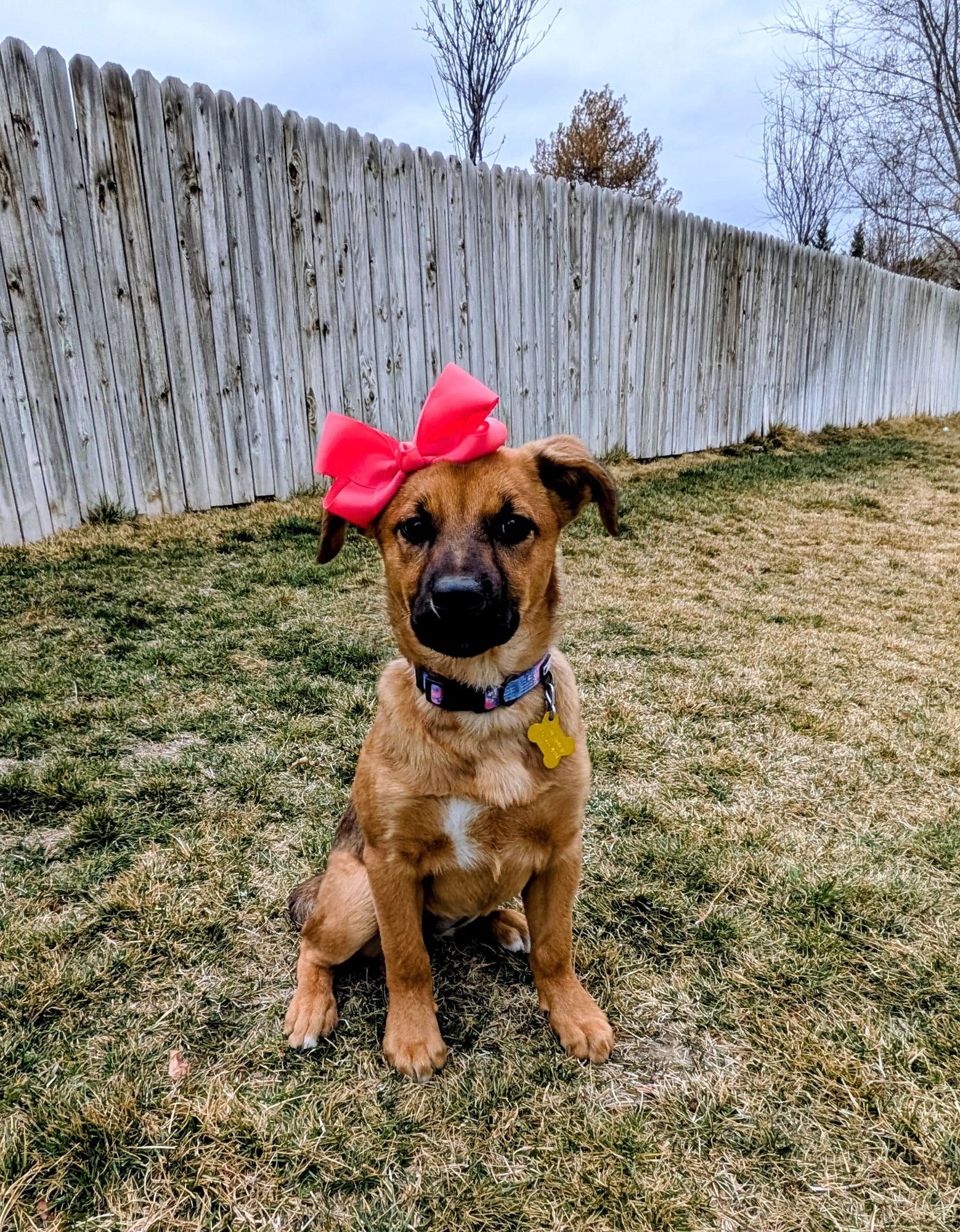 EMMAH - Black Mouth Cur available for adoption