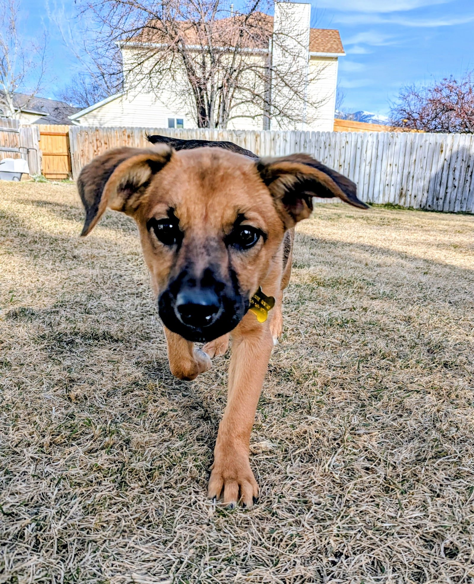 EMMAH - Black Mouth Cur available for adoption
