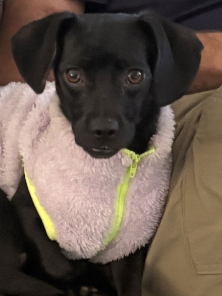 LOLAH - Chihuahua available for adoption