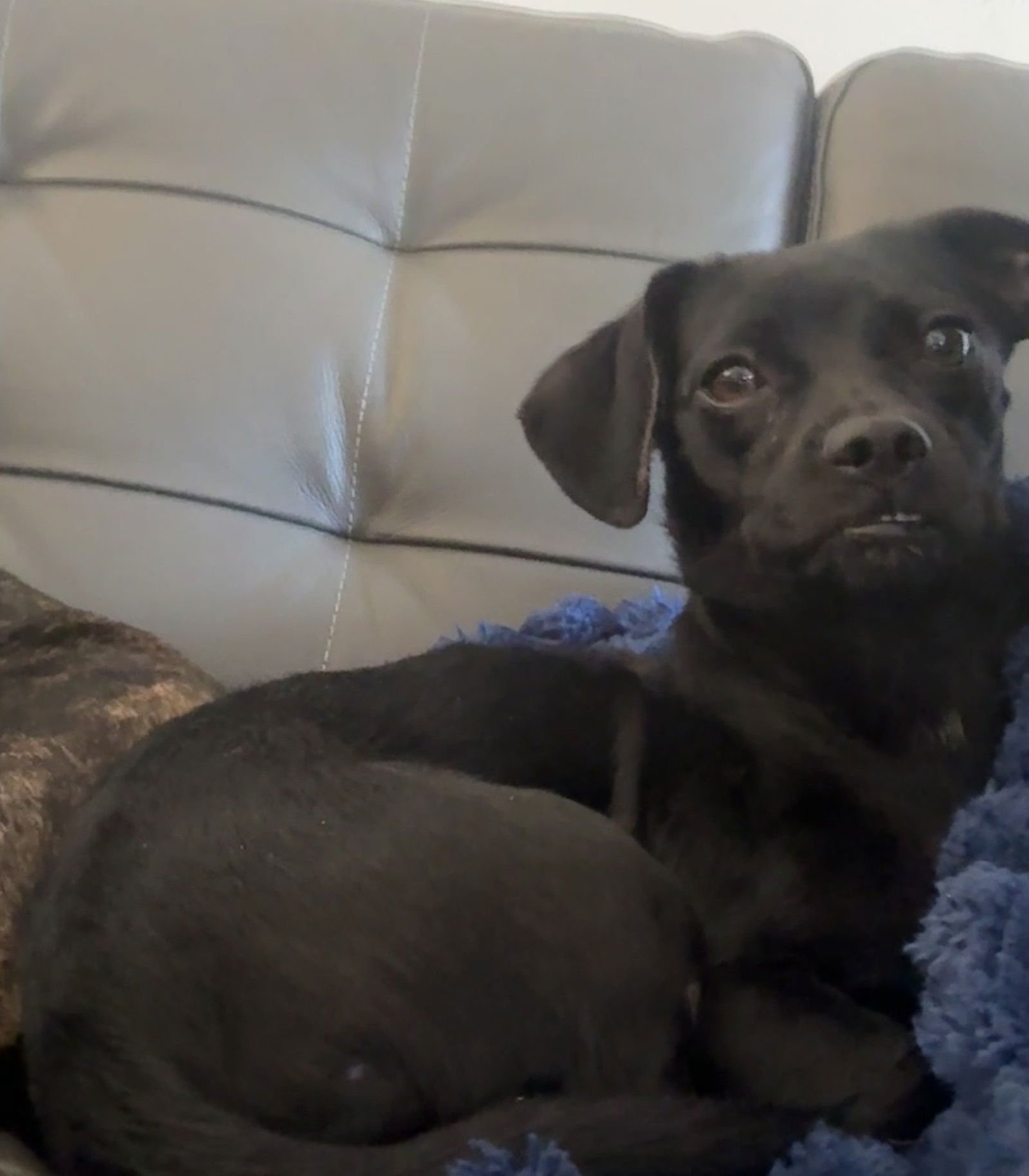 LOLAH - Chihuahua available for adoption