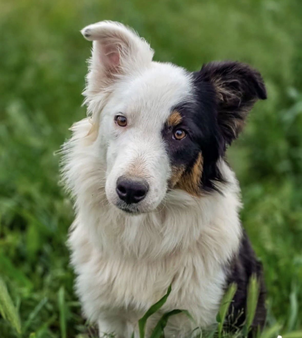 ANGELLE - Border Collie available for adoption