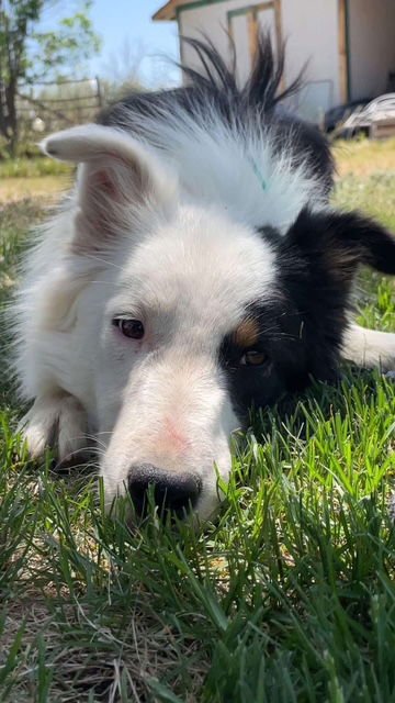 ANGELLE - Border Collie available for adoption