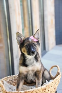 Ayla Cali - Photo 3