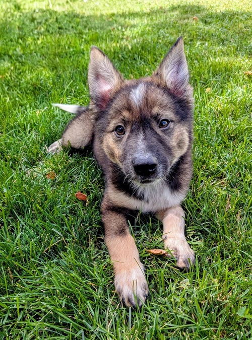AYLA CALI - Australian Cattle Dog/Blue Heeler / German Shepherd Dog available for adoption
