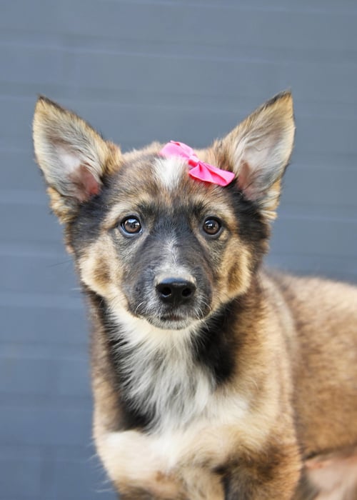 AYLA CALI - Australian Cattle Dog/Blue Heeler / German Shepherd Dog available for adoption