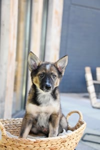 Ayla Cali - Photo 8