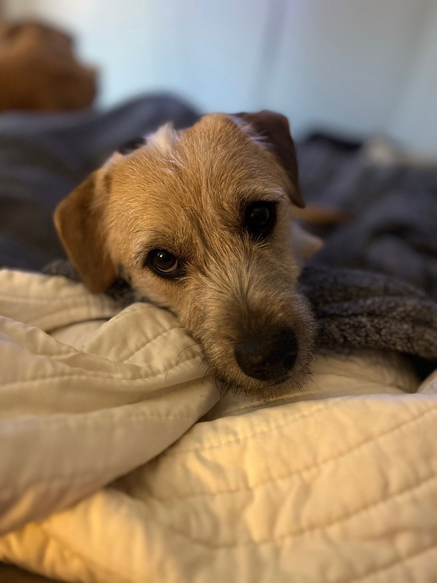 JOHN DENVER - Terrier available for adoption