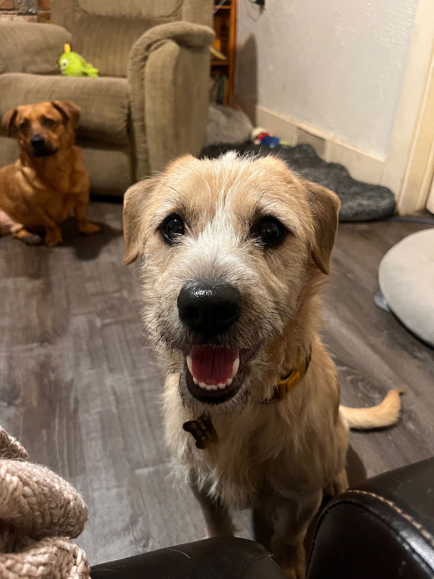 JOHN DENVER - Terrier available for adoption