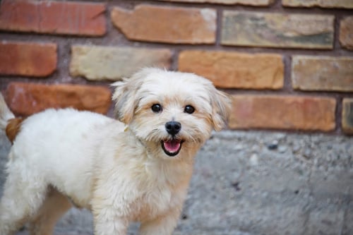 READY FREDDY - Shih Tzu available for adoption